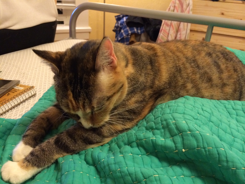 Illustration for article titled Fruuuuitfly solutions? (+ Bonus cat pic)